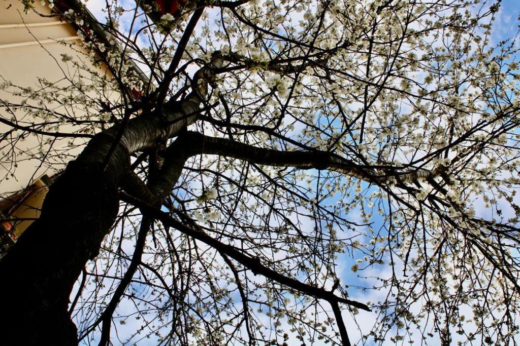 Kerasia Φλωρεντία Εξωτερικό φωτογραφία